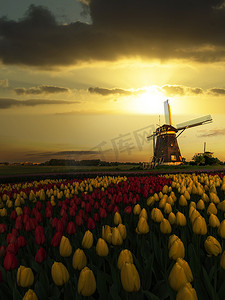 在风车和郁金香农场的荷兰春天日落与红色和黄色郁金香花开花