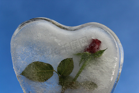 iceheart 与玫瑰和蓝天