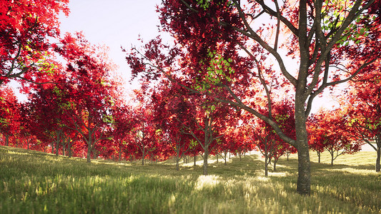 美丽多彩的秋天森林红树自然季节橙草景观 3d 渲染