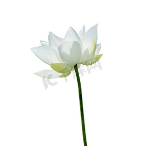 荷花莲花背景摄影照片_孤立在白色背景上的白莲花。