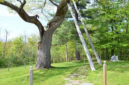 老树上的木制支架或杆子