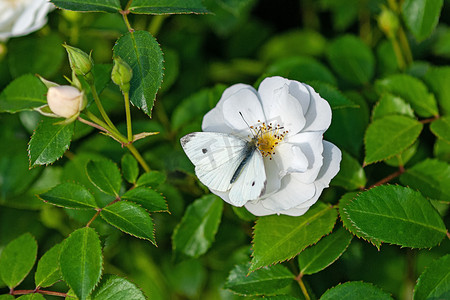 白色花园玫瑰 (Spinnaker Amorina) 花上的白蝴蝶 (Pieris napi)