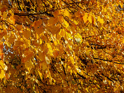 金色的秋天树木