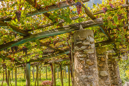 著名的皮埃蒙特葡萄酒 Nebbiolo Carema D.O.C（意大利）葡萄园的特色塔石和石灰