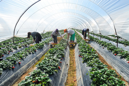 农场工人采摘和包装草莓