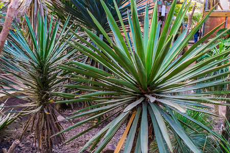 西班牙匕首，也称为 Faxon Yucca，是一种来自墨西哥奇瓦瓦沙漠的热带植物