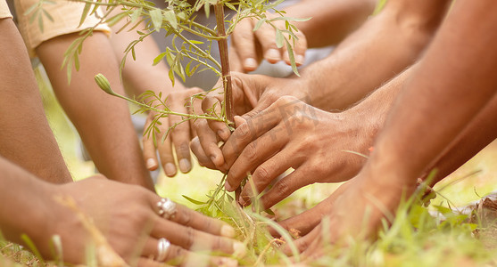 公园里人们手植树苗的特写-志愿服务、慈善、人和生态概念，以拯救树木和环境保护。