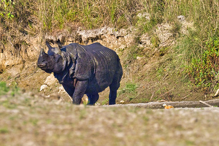 大独角犀牛，皇家巴迪亚国家公园，尼泊尔