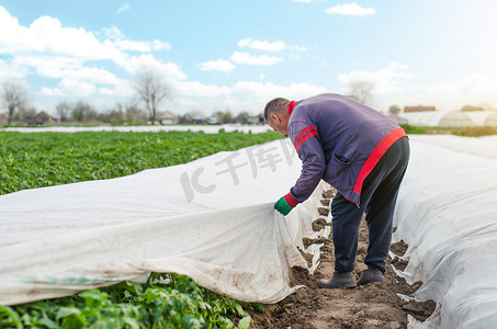 一位农民从马铃薯种植园中取出农用纤维。