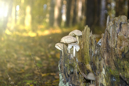 树桩上的有毒致幻蘑菇