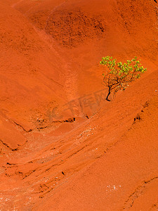 红色侵蚀摄影照片_干燥红色岩石中的单一灌木丛