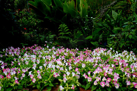 叉骨摄影照片_叉骨花（Torenia fournieri）