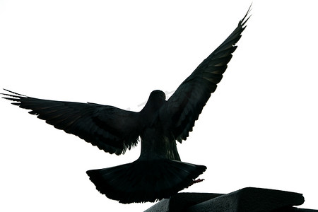 剪影在天空中飞翔的鸽子鸟。