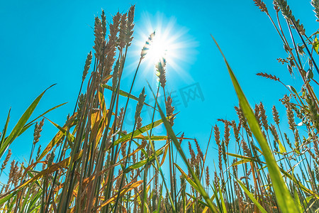 在田地或草地上种植谷物 麦穗在阳光和蓝天的背景下在风中摇曳 自然，自由