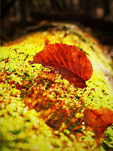 单一的棕色叶子前景，山毛榉叶子在秋天的森林里。