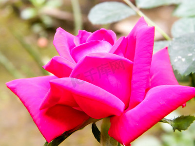 在自然背景的红色庭院玫瑰色花。