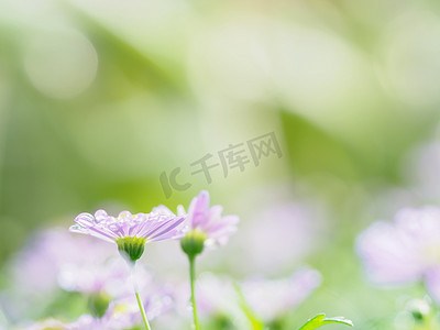 绿色背景中雨滴特写的粉色小花