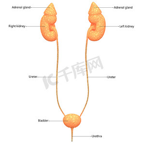 女性泌尿系统肾脏与膀胱用标签解剖前视图描述