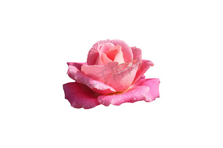 粉红色的玫瑰花与孤立的露珠