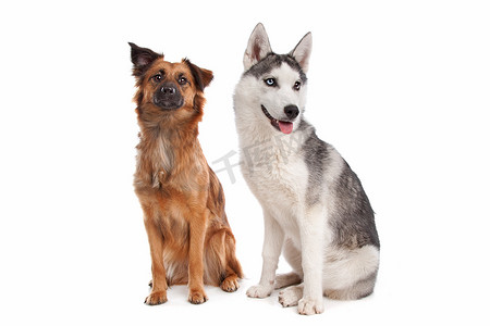 西伯利亚哈士奇小狗和混种狗