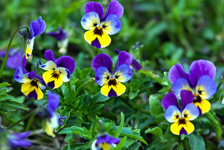 夏日花园中的蓝色三色堇花或三色紫罗兰（Viola tricolor）