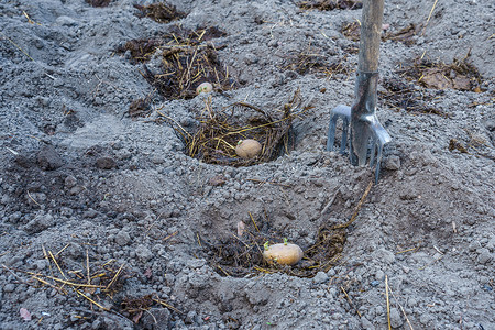 地下的种子摄影照片_用肥料在地下小坑中种植马铃薯块茎