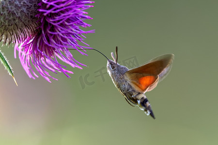 蝴蝶漂浮摄影照片_n 蜂鸟天蛾 (Macroglossum stellatarum) 取食花蜜。