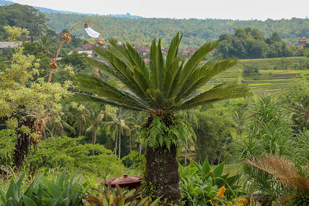 非常对称的植物 Cycas revoluta Thunb 在粗壮的毛茸茸的树干上支撑着一顶闪亮的深绿色叶子。