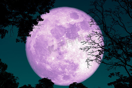 满地壳月亮回到剪影植物和夜空中的树木