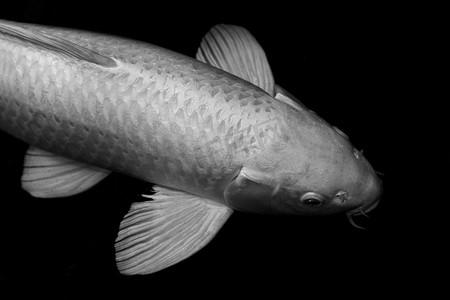 鱼鲤鱼，鱼锦鲤银白色，银灰色白色鲤鱼鱼大尺寸隔离在黑色背景