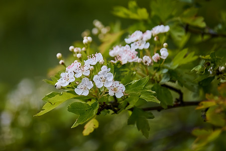 春天树花摄影照片_Crataegus laevigata，开花的春天小河，米德兰山楂树花，