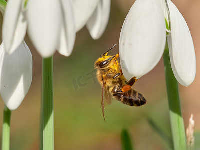 雪花莲 (Galanthus nivalis) 上的蜜蜂 (Apis mellifera)