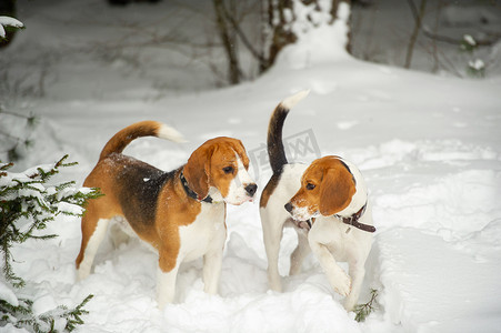 比格犬的狗在冬天的户外雪地里玩耍