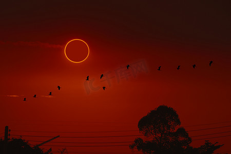 全日摄影照片_惊人的全日食现象在剪影鸟 fl