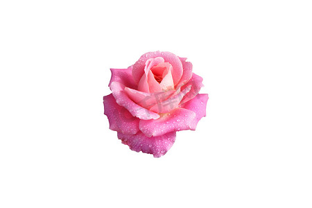 花瓣露珠摄影照片_带露珠的粉红色玫瑰花 带露珠的粉红色玫瑰花
