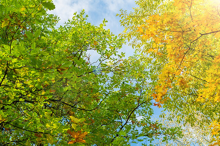 周围的环境摄影照片_树枝上黄色和绿色的秋天枫叶