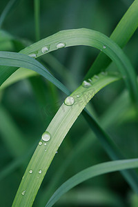 草上的露水