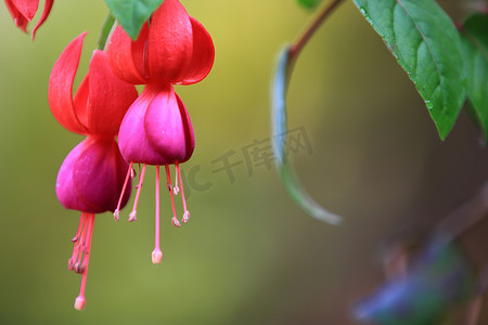 有叶子和树枝的美丽红紫红色（紫红色）花，有自然背景的红色紫红色（紫红色）花，花园中美丽的粉红红色植物