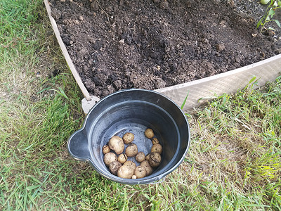 带土豆的黑色塑料桶靠近带泥土的花园