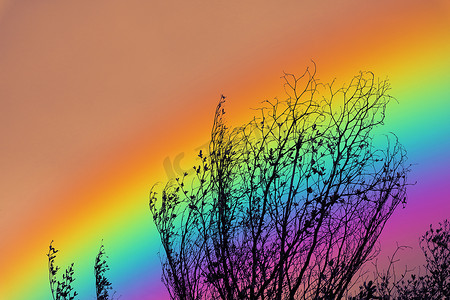 漂亮的彩虹摄影照片_在五颜六色的天空的彩虹后面剪影干燥分支树