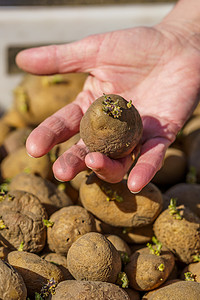 马铃薯种植摄影照片_种植前带芽的马铃薯块茎，手掌中的一个块茎