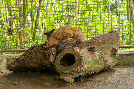 Kopi Luwak.Couple 亚洲棕榈麝猫在笼子里，木箱里装着五颜六色的浆果，麝香猫咖啡的生产。