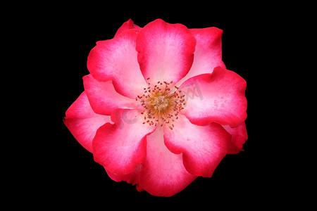 玫瑰花黑色摄影照片_美丽的红色和白色玫瑰花，孤立