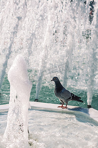 喷泉旁的孤独鸟生活在城市环境中