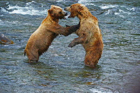 灰熊打架