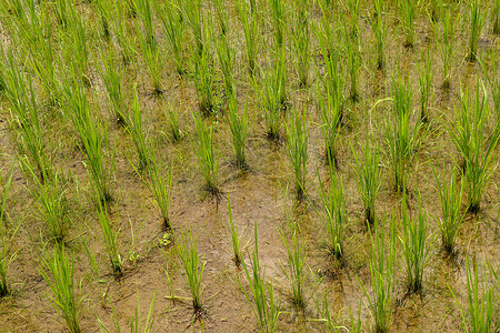 稻田，绿油油的水稻在草地上发芽。