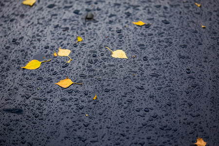 秋天雨天摄影照片_秋雨天深蓝色汽车，黄桦叶 — 选择性聚焦，特写模糊