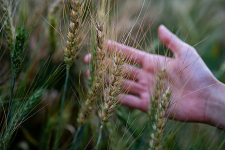 成熟的麦子在农夫手中放在麦田里。
