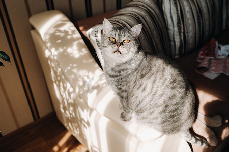 坐在沙发上的毛茸茸的灰色家猫