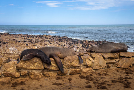 纳米比亚十字角海豹保护区的海豹毛皮栖息地。